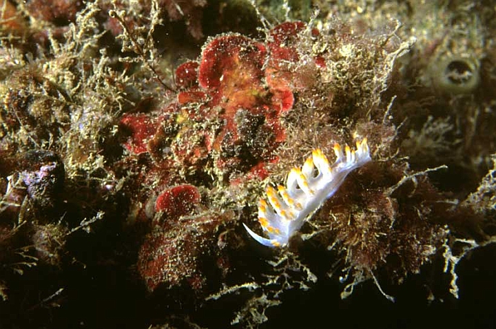 20 Flabellina babai.jpg